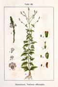 Verbena officinalis
